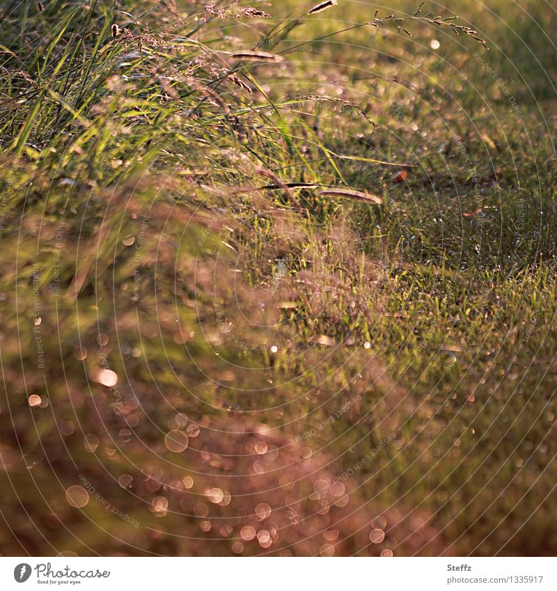 Gräser am Wegesrand im Nachmittagslicht Gras heimisch warmes Licht Achtsamkeit achtsam natürlich Lichtstimmung Achtsamkeit in der Natur Juni Lichtreflexe