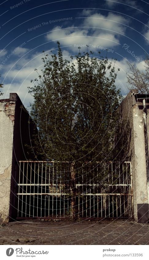 Platzangst gefangen einsperren Käfig Zoo Baum Wolken Haus Wand Gebäude Haftstrafe Pflanze Umweltschutz bedrängen eng schmal Einsamkeit Himmel Trauer