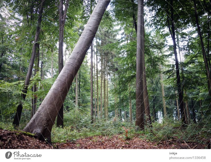 So geht er zur Neige Umwelt Natur Sommer Herbst Baum Mischwald Baumstamm Waldboden Blatt stehen natürlich nachhaltig Neigung umfallen diagonal Farbfoto