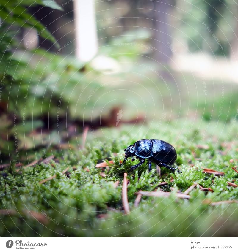 Karl hat keine Zeit für Fragen Natur Moos Wald Waldboden Tier Wildtier Käfer Mistkäfer 1 krabbeln glänzend klein schwarz Umwelt Farbfoto Außenaufnahme