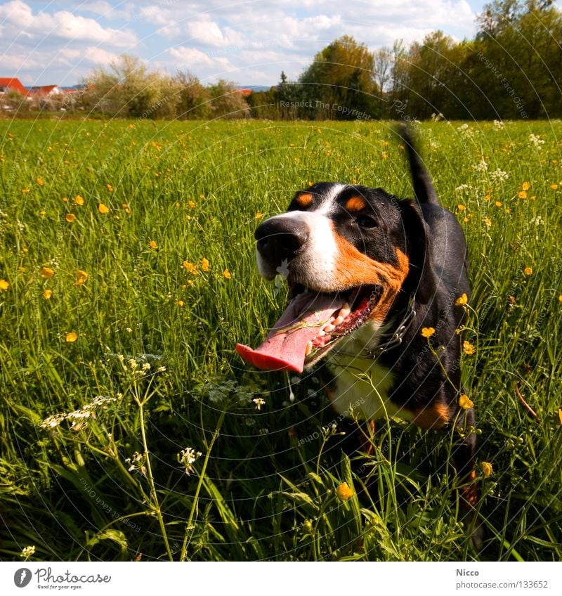 Ich hab die längste Zunge der Welt Hund sabbern Wiese Blumenwiese Wolken Tier Haustier grün gelb Reißzahn gefährlich atmen Physik Spielen Halsband