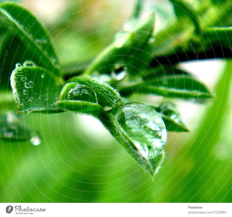 Nach dem Regen werden Wassertropfen von einem Blatt gehalten Frühling schön Pflanze grün Wolken Sonne Himmel fallen fliegen nass Makroaufnahme Nahaufnahme