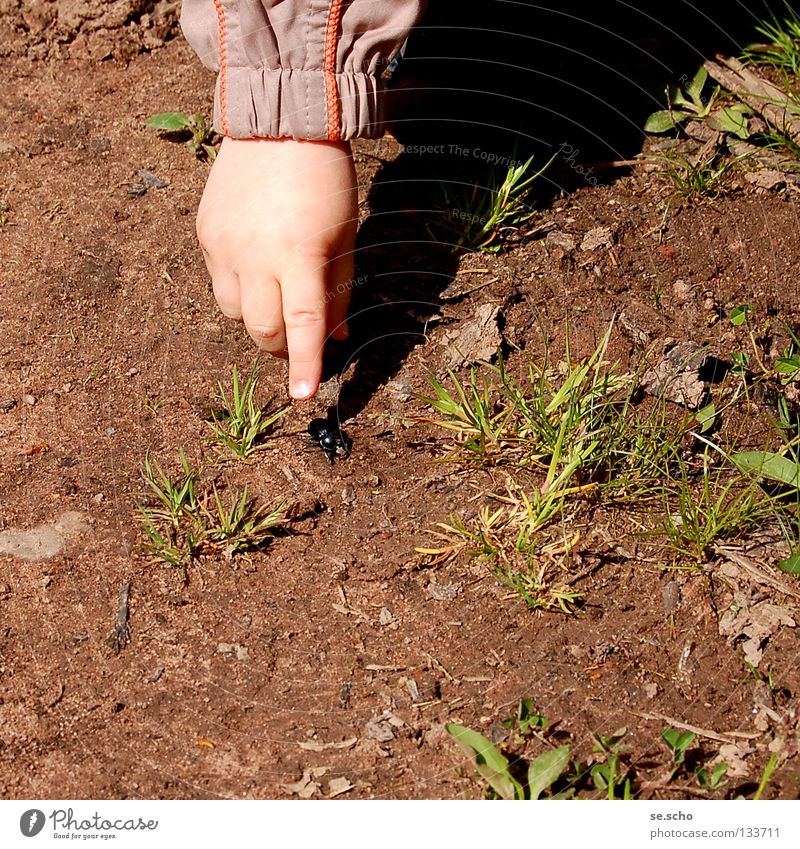 Die Entdeckung Erkundung Neugier beobachten schwarz Insekt Sommertag Finger Fragen entdecken Natur Käfer Wege & Pfade Hinweisschild Was ist das für ein…?