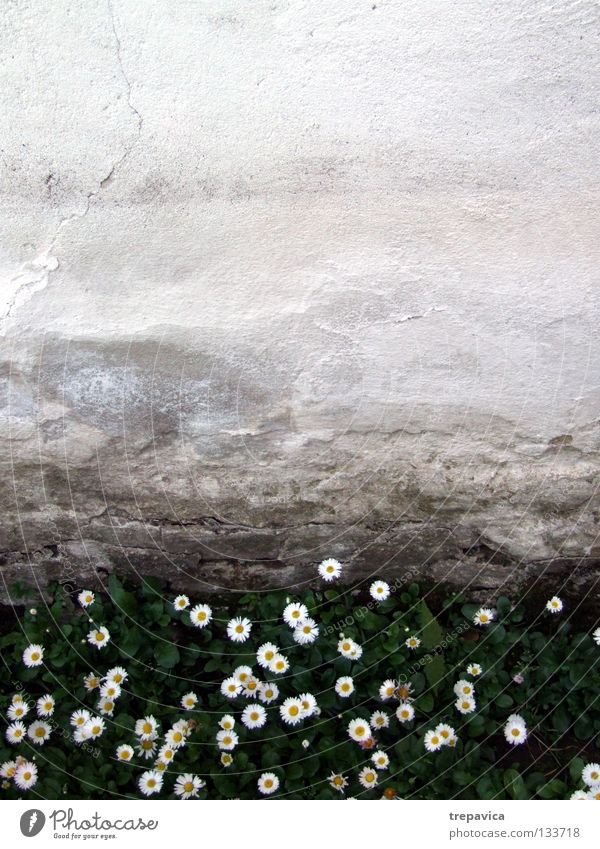 bluemchen Wand Blume Gras nass grün weiß gelb Frühling Wiese Pflanze Sommer Mai April schön Hintergrundbild süß klein Mauer feucht alt Natur Außenaufnahme
