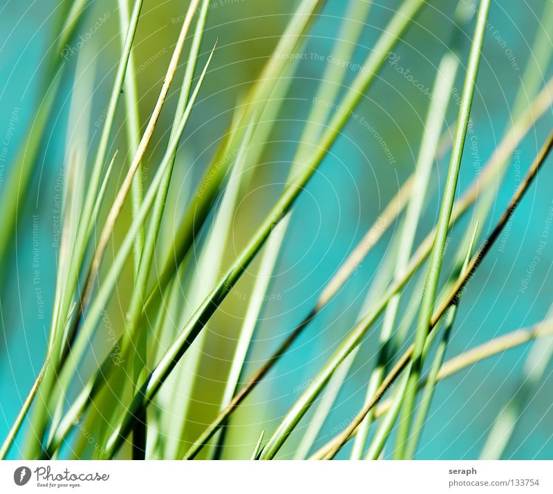 Binsen Schilfrohr Röhricht Biotop Blüte Blühend Gras Halm Pflanze Natur wedel Umwelt Umweltschutz Süßgras Küste Seeufer Flussufer Hintergrundbild abstrakt