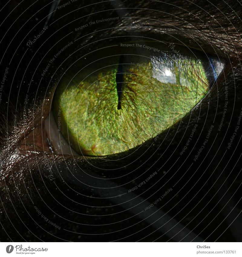 KatzenaugenLeuchten .... Pupille frontal schwarz grün filigran Tier Makroaufnahme Nahaufnahme Säugetier schön Regenbogenhaut Blick Reflexion & Spiegelung