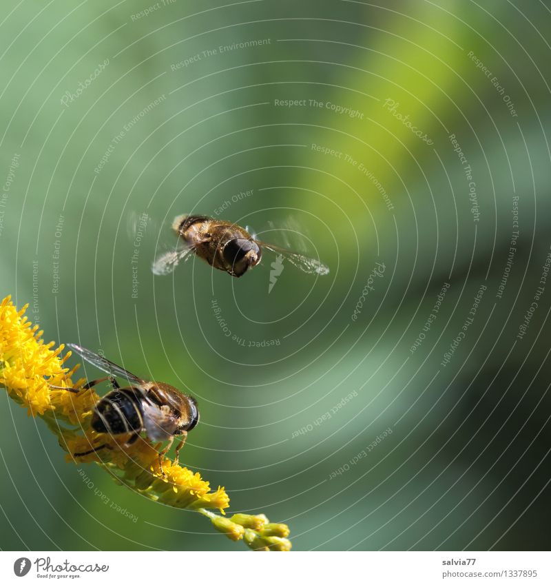 Warteschleife Pflanze Tier Sommer Blume Blüte Kanadische Goldrute Fliege Flügel Mistbiene Insekt 1 Blühend Duft fliegen warten klein gelb grün Bewegung Natur