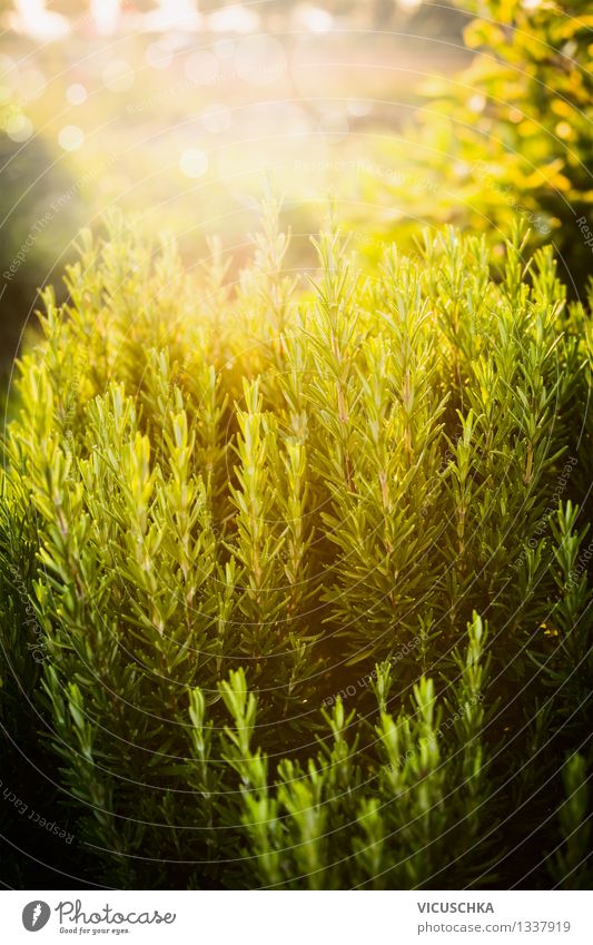 Rosmarin Im Garten Natur Ein Lizenzfreies Stock Foto Von Photocase