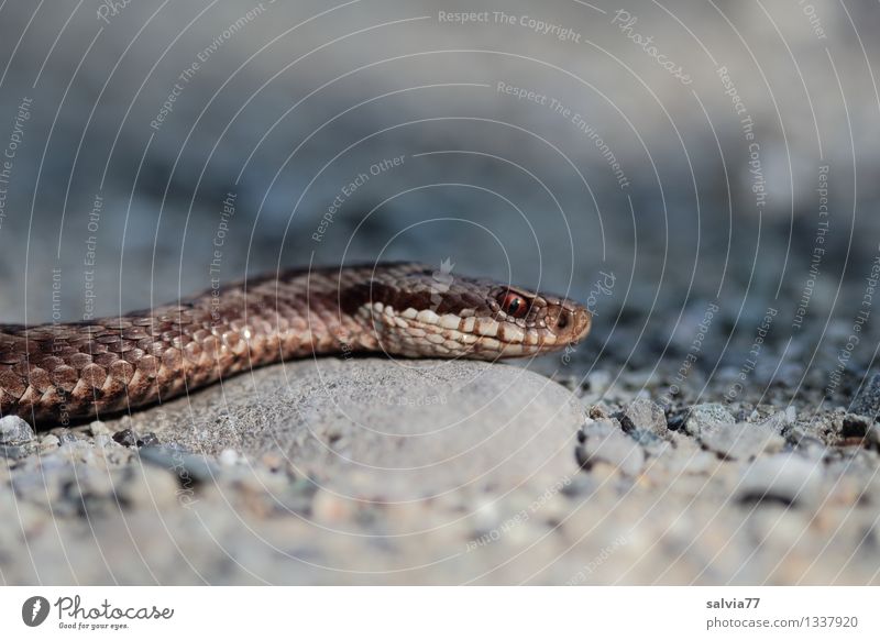 Viper Umwelt Natur Tier Schlange Kreuzotter Reptil 1 beobachten bedrohlich dunkel exotisch listig dünn braun grau Schuppen Auge krabbeln Jagd schleichen