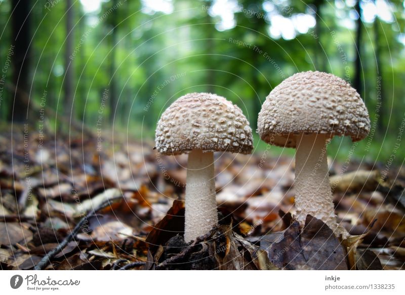 zwei Männlein stehn im Walde Lebensmittel Pilz schopftintling Ernährung Natur Sommer Herbst Blatt Waldboden Wachstum natürlich braun Idylle 2 Laubwald Farbfoto