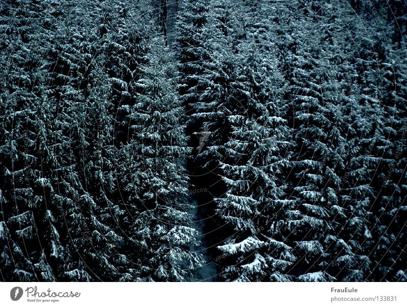 Morgen schneit's ganz sicher Farbfoto Außenaufnahme Menschenleer Tag Kontrast harmonisch Winter Schnee Natur Landschaft Wolken Wetter Unwetter Eis Frost Baum