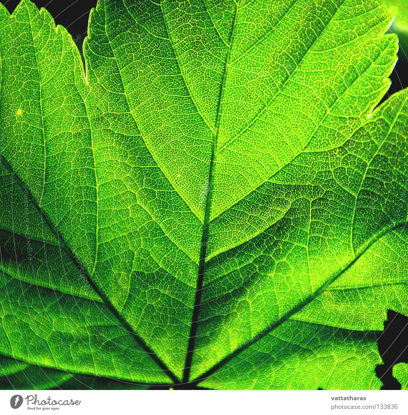 Green Leaf 1 Ahorn Natur springen Makroaufnahme Nahaufnahme Colour Light Shade