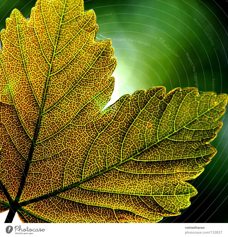 Green Leaf 2 Ahorn Natur springen Design Makroaufnahme Nahaufnahme God's Colours