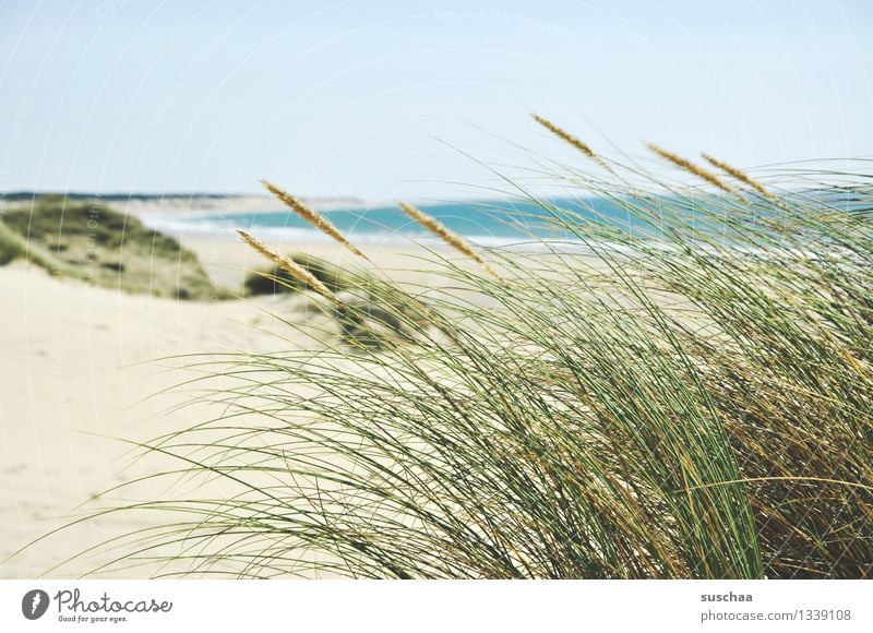 in den dünen .. Meer Strand Sand Wasser Himmel Sonne Düne Gras Küste urlaubsparadies Ferien & Urlaub & Reisen Sommer Erholung