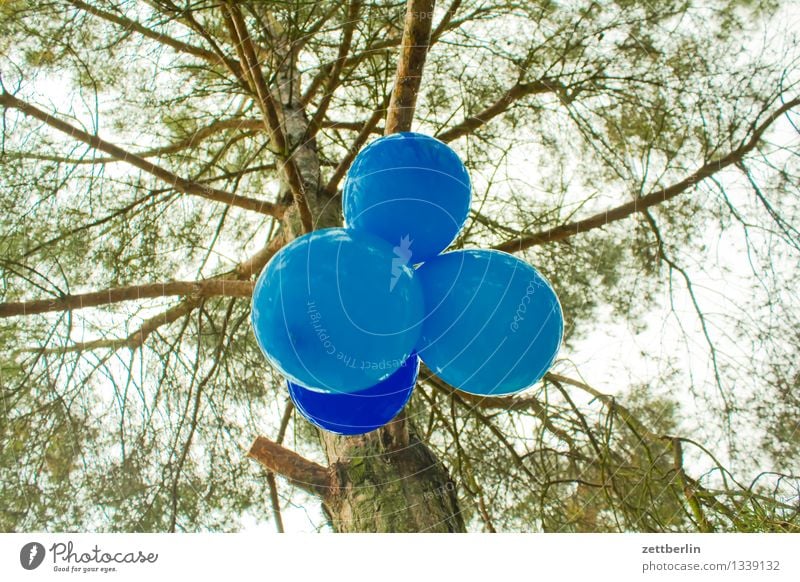 Luftballons blau Feste & Feiern Party Dekoration & Verzierung Schmuck Baumschmuck Innenarchitektur Geburtstag Kindergeburtstag Garten Park Kiefer Baumstamm Ast