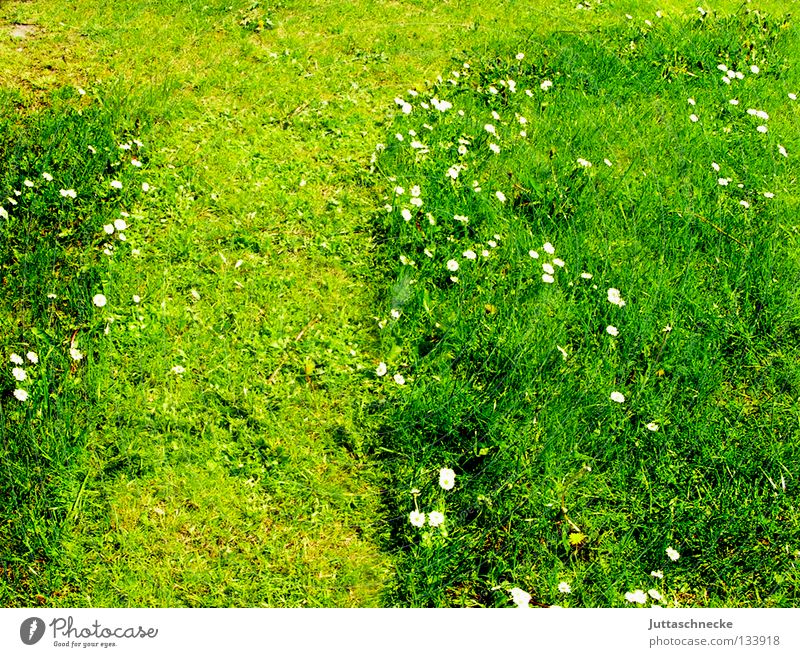 Eins Gras Wiese Rasen Gänseblümchen Gärtner fleißig Gartenarbeit Freizeit & Hobby Wochenende Sommer Frühling rasenmähen abgemäht Rasenpflege Juttaschnecke
