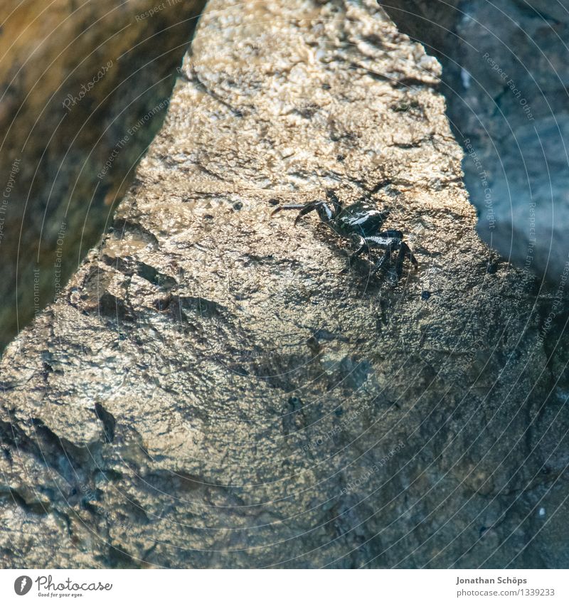 krabbelnd Tier Wildtier 1 Angst Entsetzen gefährlich Nervosität verstört Feindseligkeit Krabbe Krebs Ekel erschrecken Stein Felsen Meer Strand Süden Frankreich