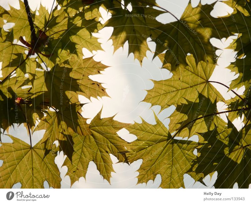Blätterwald Blatt durchsichtig durchscheinend Baum dunkel Sommer Frühling Raupe Licht. Sonne Himmel hell Niveau voll im Saft Wut