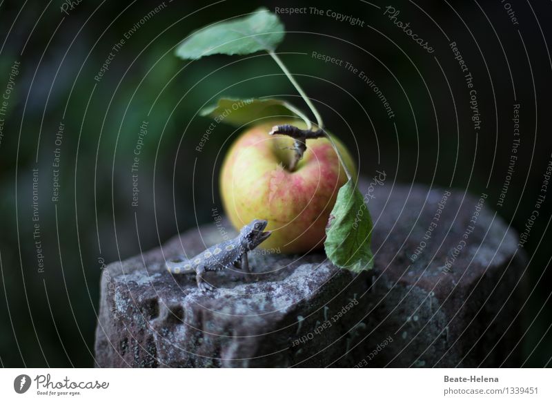 Paradiesisch Lebensmittel Frucht Apfel Tier Echsen Stein alt ästhetisch außergewöhnlich exotisch grün Senior Beginn Ewigkeit geheimnisvoll Apfel der Erkenntnis