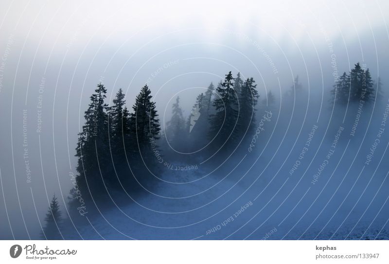 Blauwald Wald Tanne Nadelbaum Nebel Winter kalt dunkel mystisch gruselig Einsamkeit weiß unklar unsicher Berge u. Gebirge Schnee Angst blau Unschärfe