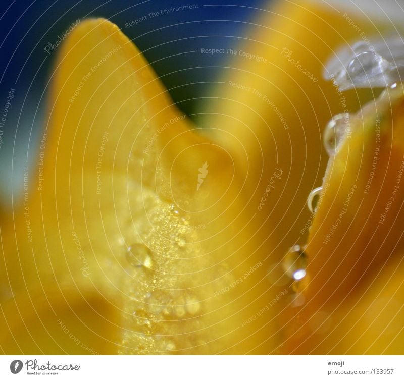 fresh frisch Regen Wassertropfen gelb leicht beweglich Schwerelosigkeit Schweben Unschärfe Blume Makroaufnahme Retroring aufgereiht weich zart fein Kurve