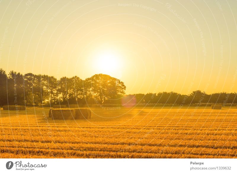 Strohballen im Sonnenaufgang schön Sommer Industrie Umwelt Natur Landschaft Pflanze Himmel Herbst Gras Wiese Wachstum natürlich blau gelb gold Western Feld