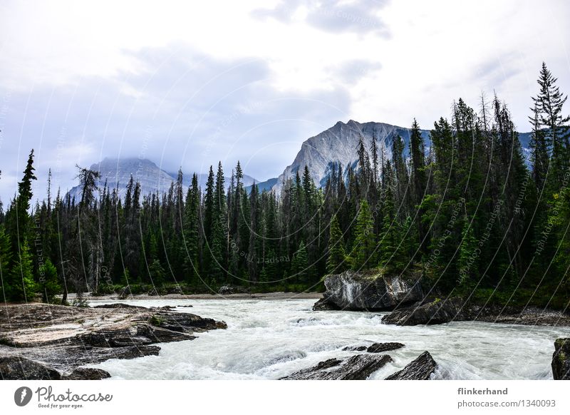 nature. Ausflug Abenteuer Ferne Freiheit Berge u. Gebirge wandern Wassersport Tanne Wald Gipfel Bach Fluss Yoho National Park Kanada British Columbia