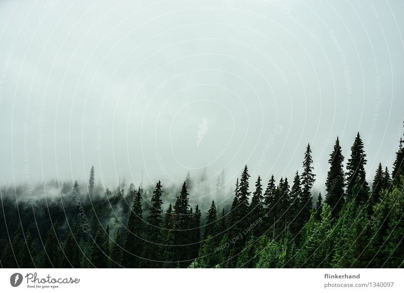 drei tannen Natur Landschaft Pflanze Klima schlechtes Wetter Nebel Wald Berge u. Gebirge Kanada British Columbia Nordamerika Menschenleer wandern dunkel