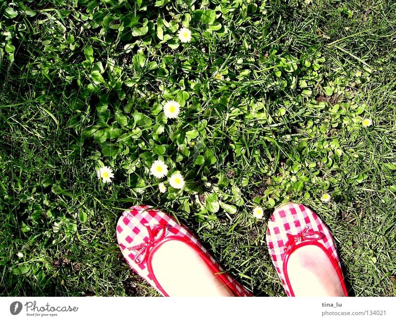 frühlingsschuh I Frühling frisch Wiese Gras grün Gänseblümchen grasgrün Blume Schuhe rot kariert Sommer sommerlich weiß Zehen Barfuß Halm Löwenzahn ausschalten