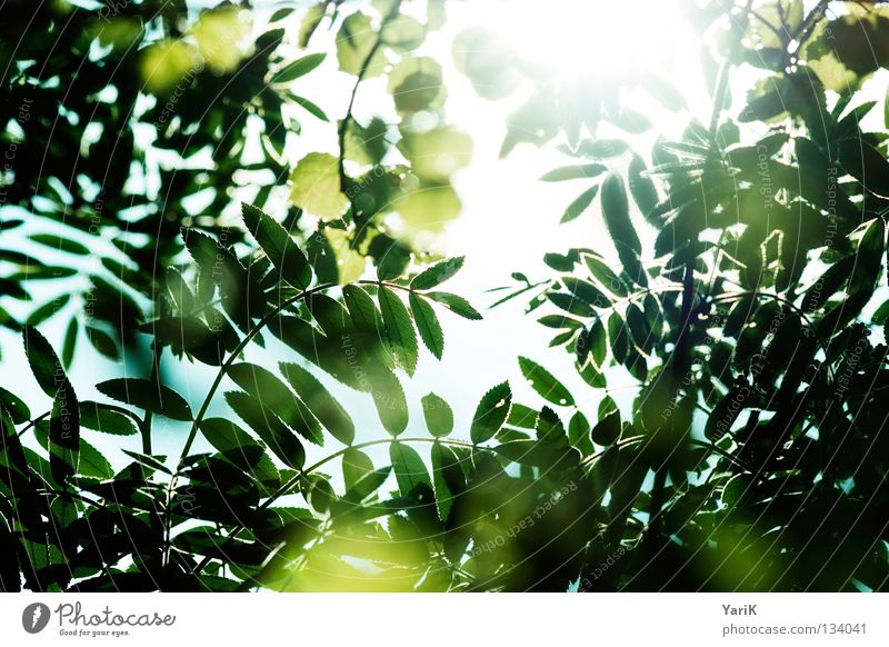 durchsicht Blatt Sträucher Baum grün gelb grün-gelb Sommer Frühling Sonne Licht Reflexion & Spiegelung Sonnenstrahlen glühen durchsichtig Beleuchtung erleuchten