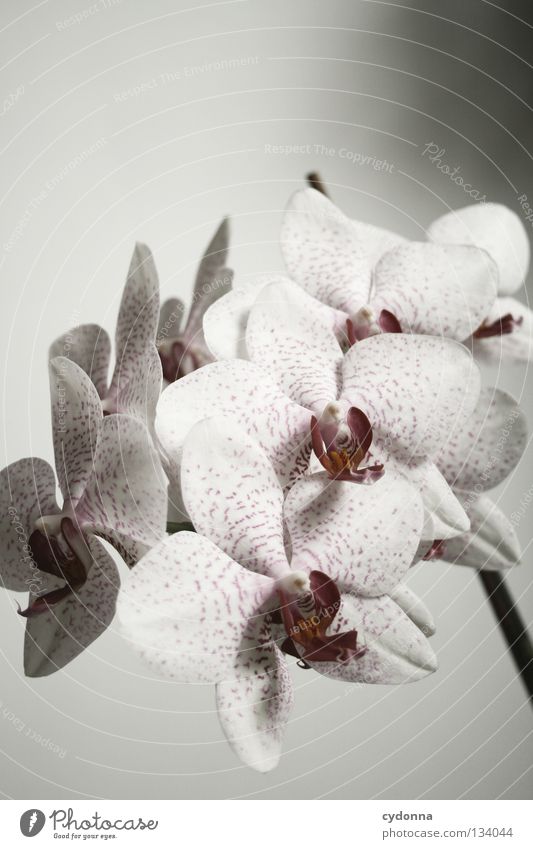 Lieblingsstück weiß Blume Pflanze Orchidee schön gewachsen Blüte schick lieblich Eyecatcher Wohnung verschönern hinstellen Zimmerpflanze Botanik Bedecktsamer