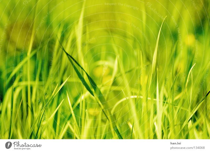 Strahlend Grün Stil Sommer Natur Pflanze Erde Frühling Gras Wiese Feld hängen Wachstum grün Halm durcheinander feucht Stengel Tiefenschärfe Bodenbelag