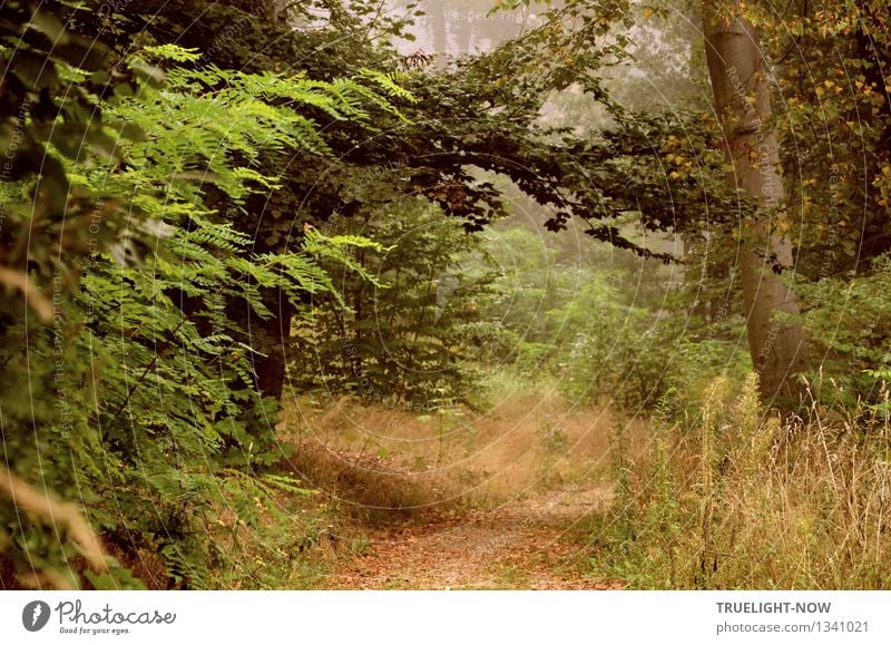 Im Elfenland... Natur Landschaft Pflanze Erde Sommer Herbst Schönes Wetter Nebel Baum Gras Sträucher Blatt Wildpflanze Park Wald Hügel nah natürlich Sauberkeit