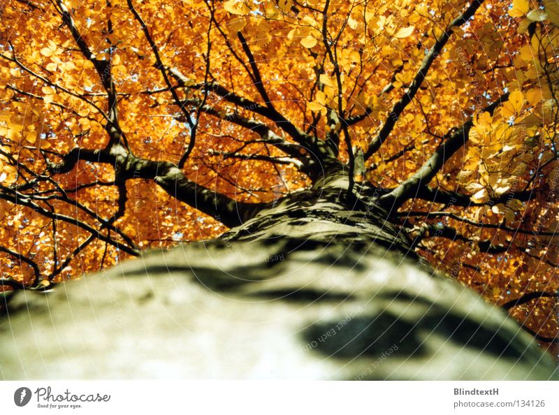 Herbststamm Baum Baumstamm Baumrinde Blatt Macht verzweigt oben Ast orange Kontrast entlangkrabbeln Schatten gold verästelt Natur