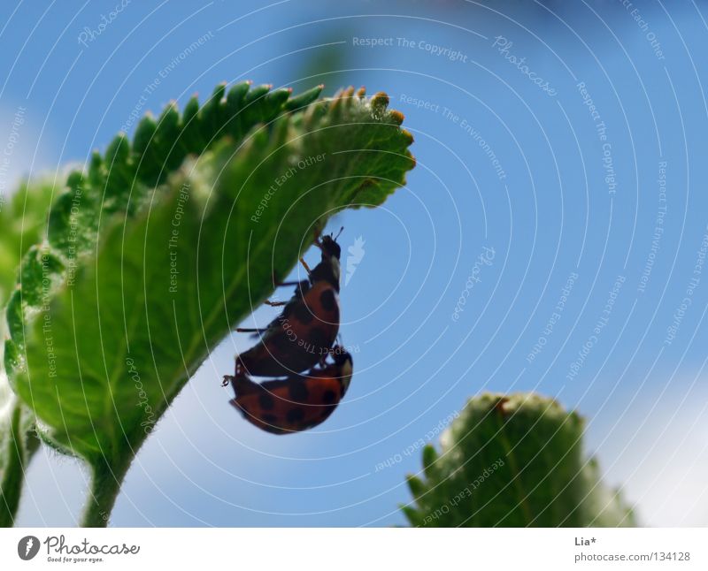 beetle love II Marienkäfer Insekt grün Biologie klein krabbeln Blatt 2 Käfer fortplanzung Makroaufnahme Nahaufnahme fliegen blau verstecken Schatten paarweise