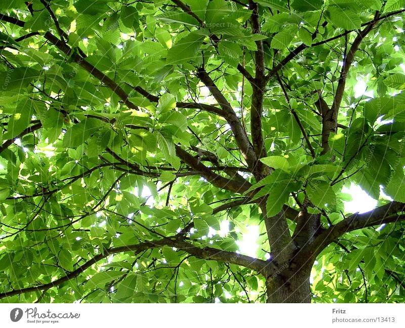 Kastanie grün Sommer Baum Kastanienbaum