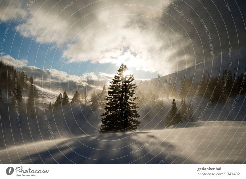 ein schöner Sturm Umwelt Natur Landschaft Himmel Sonne Sonnenlicht Winter Eis Frost Schnee Baum Alpen Schneebedeckte Gipfel Glück Coolness Kraft Mut Ewigkeit