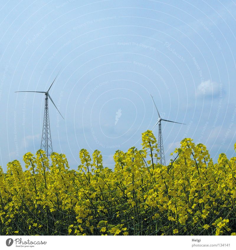 zwei Windkraftanlagen stehen hinter gelb blühendem Raps vor blauem Himmel streben Länge quer 2 emporragend groß rotieren drehen Elektrizität Erneuerbare Energie