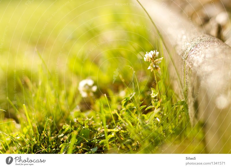 Ist schon wieder Frühling? Umwelt Natur Schönes Wetter Pflanze Blume Gras Garten genießen Wärme gelb grau grün Wellness Farbfoto Außenaufnahme Menschenleer Tag
