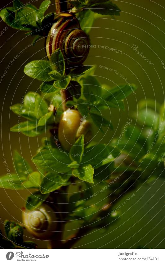 Wohnen im Grünen Schneckenhaus Landlungenschnecke grün Sträucher Blatt Ernährung Pflanze Tier Haus Wohngemeinschaft Farbe bänderschnecke schnirkelschnecke Zweig