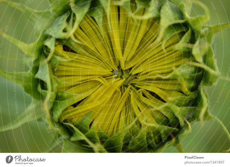 Sonnenblume Lebensmittel Kräuter & Gewürze Öl Ernährung Vegetarische Ernährung schön Parfum Gesundheit Wellness harmonisch Küche Landwirtschaft Forstwirtschaft