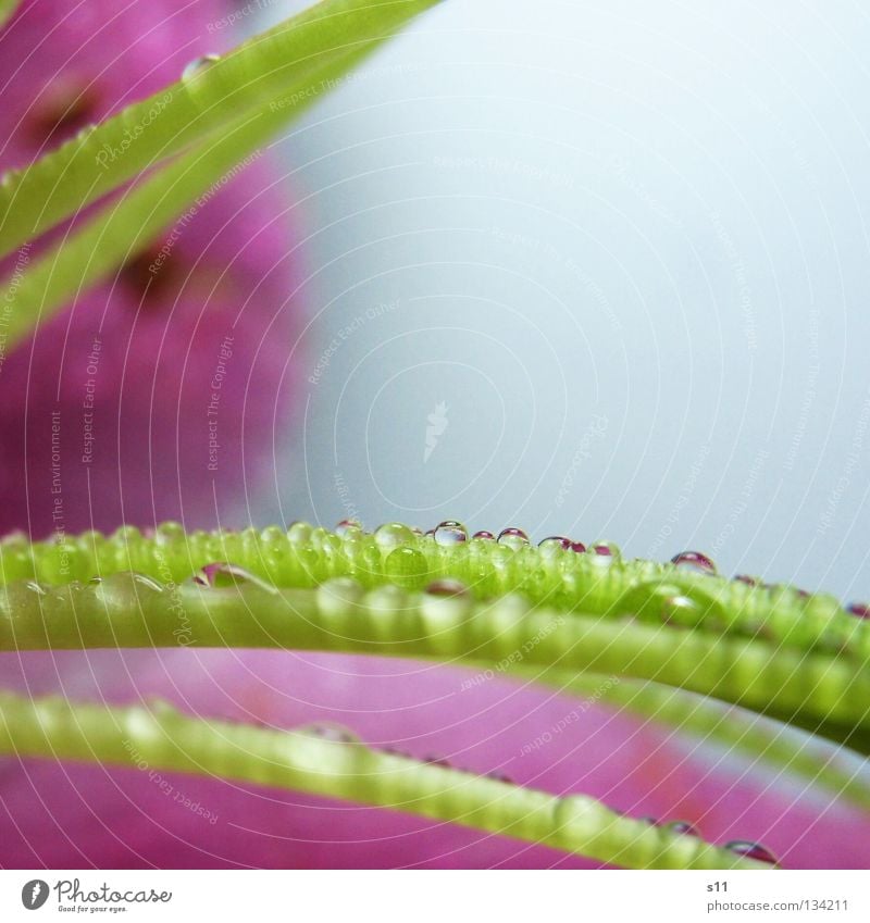 LillyDrops elegant schön Leben Natur Pflanze Wasser Wassertropfen Regen Blume Blüte frisch nass grün violett rosa Lilien maigrün hellgrün Schnnittblume edel