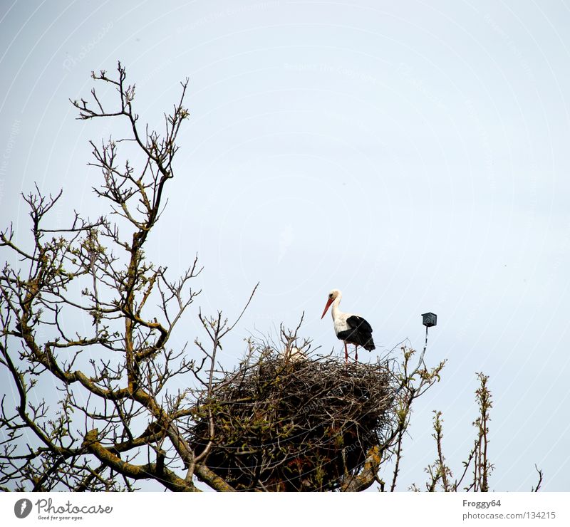 Wieder zu Hause Dach Baum Nest Storch Vogel Gelege Brutpflege Futter Nahrungssuche Feder schwarz weiß Wolken überwachen Schnabel Frühling Himmel Ast fliegen
