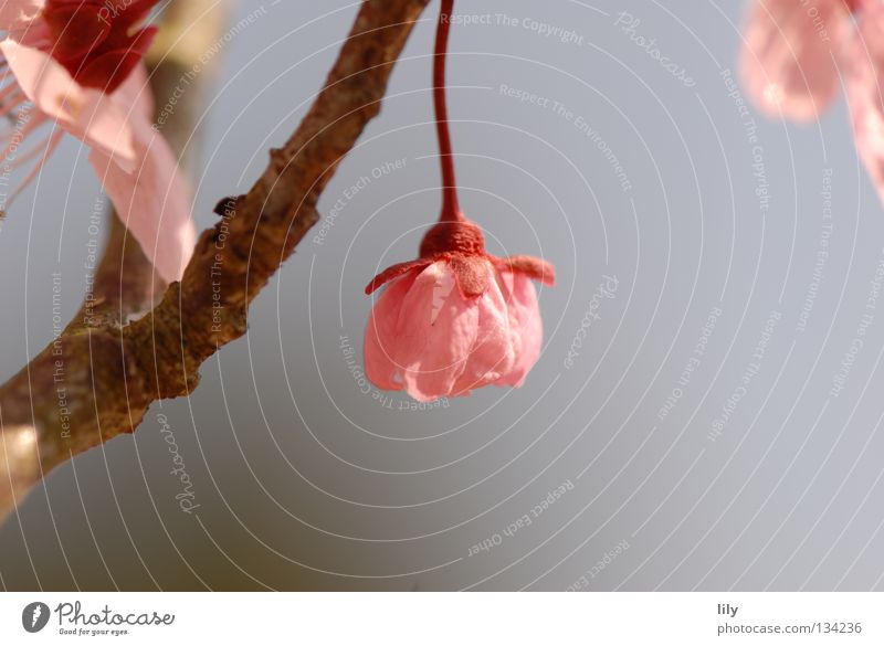hängend rosa Blüte Baum Apfelbaum harmonisch Makroaufnahme Nahaufnahme Ast Frucht