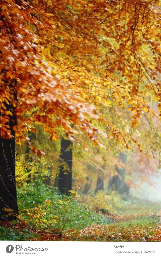 stimmungsvoller Nebel im Herbstwald Herbstnebel Waldbaden Nebelwald Nebelstimmung Herbstlandschaft goldener Herbst romantisch nebelig neblig Herbstfärbung