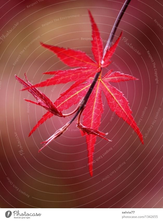 Rotfärbung Natur Pflanze Herbst Baum Blatt Japanischer Ahorn Ahornzweig Park Wachstum ästhetisch rot Stimmung Glaube Erholung Glück Hoffnung