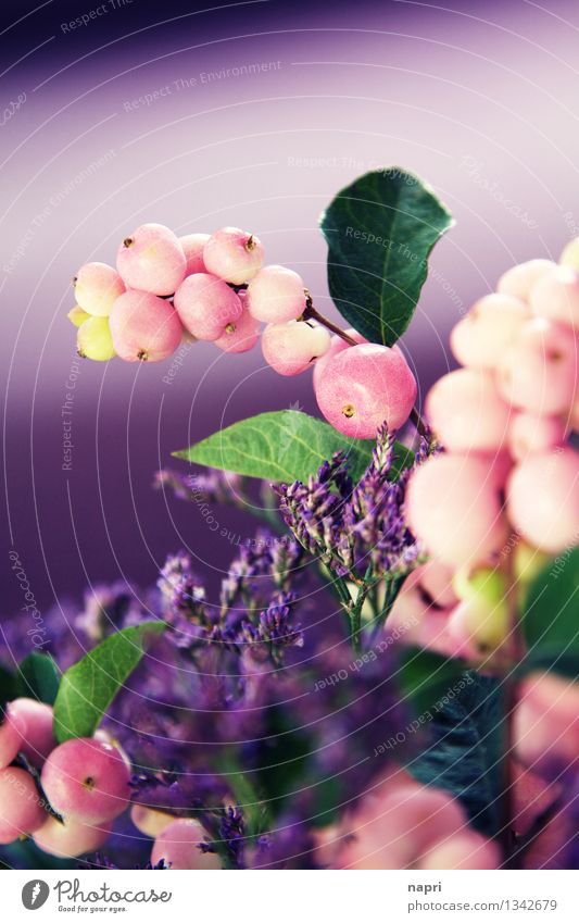 FUNKY Schneeberen Pflanze Sträucher Blatt Blüte Wildpflanze Kitsch retro grün violett rosa Farbe Kreativität Kunst Natur Herbst herbstlich flippig bunt verrückt