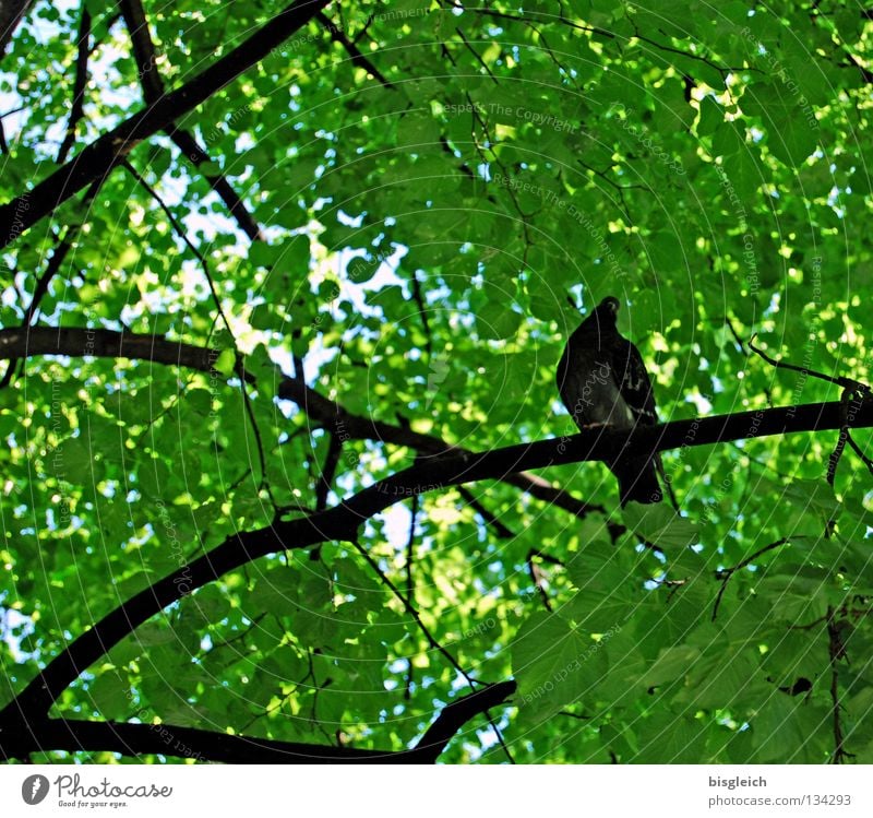 Taubenbaum I Farbfoto Außenaufnahme Menschenleer Morgen Froschperspektive Frühling Baum Blatt Vogel 1 Tier grün pigeon birds springtime Ast Zweig Tag