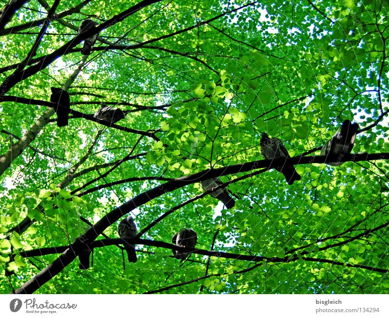 Taubenbaum II Farbfoto Außenaufnahme Menschenleer Morgen Froschperspektive Frühling Baum Blatt Tier Vogel Tiergruppe grün pigeon birds springtime Ast Zweig Tag