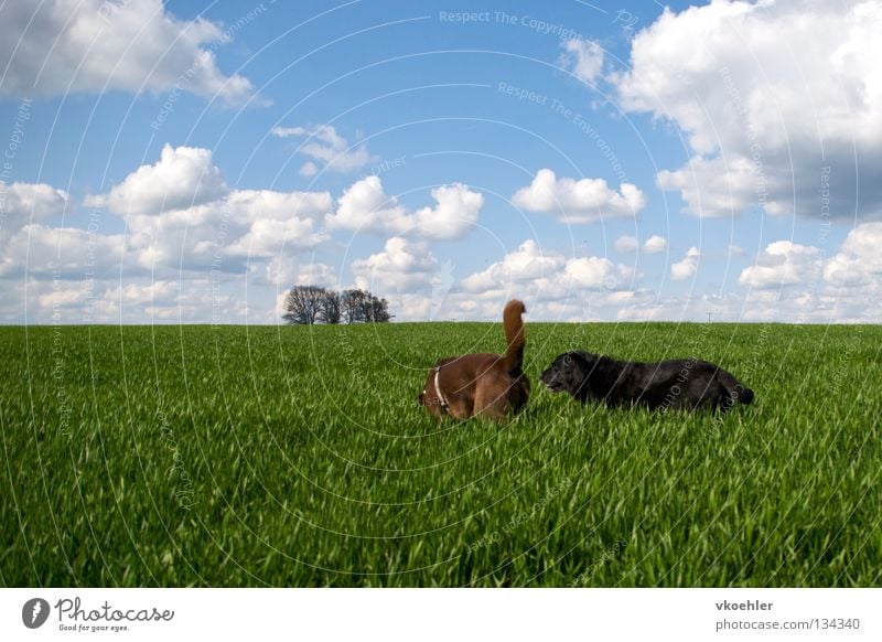 komm, wir gehn nach panama Gras Tier Hund Horizont wandern Freundschaft Säugetier Frieden Freiheit Ferne Ferien & Urlaub & Reisen